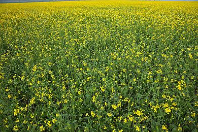 官宣！KK官方对战平台与Sky达成正式合作！巅峰重聚，续写传奇！