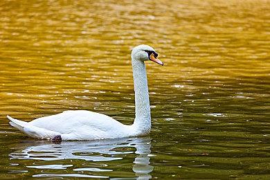 《魔咒之地》新预告片展示探索和宠物部分